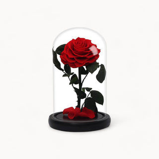 La rose By Cloche